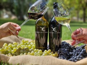 Destacan destreza de profesionales en vinedos de Ribera del Guadiana
