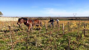 El Domaine des Roches Neuves, éxito en la producción de vinos de la Loire 10 El Domaine des Roches Neuves exito en la produccion de