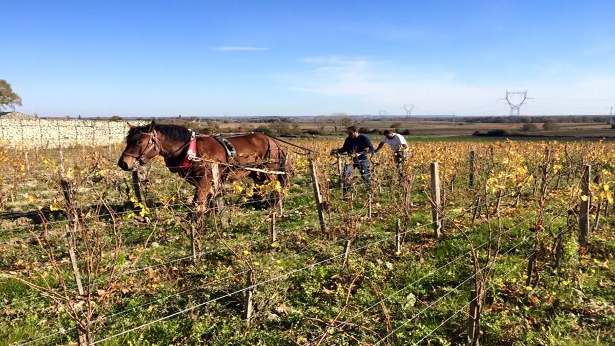 El Domaine des Roches Neuves, éxito en la producción de vinos de la Loire 1 El Domaine des Roches Neuves, éxito en la producción de vinos de la Loire