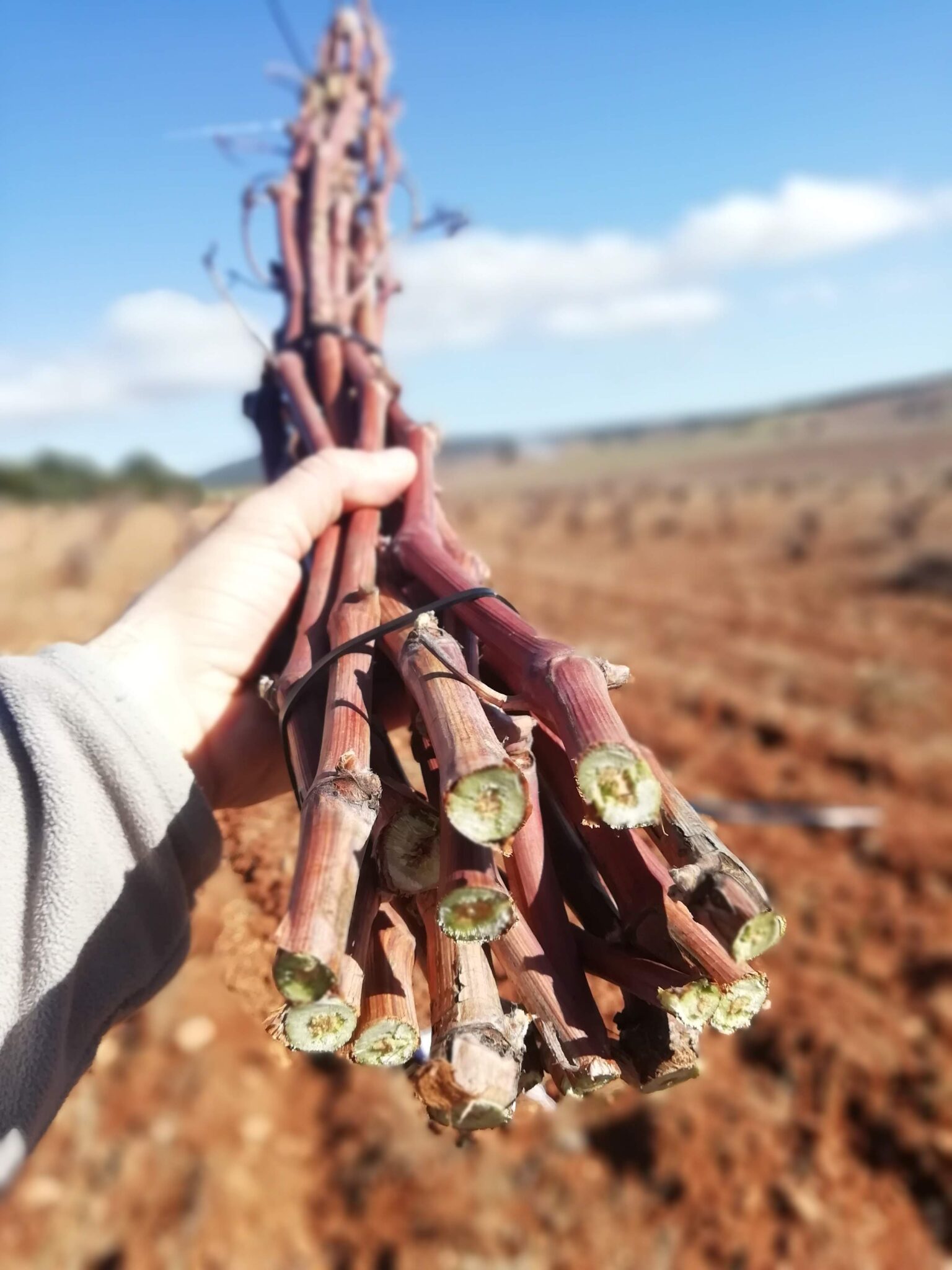 La importancia de la poda para la calidad de la uva en Utiel-Requena 1 La importancia de la poda para la calidad de las scaled