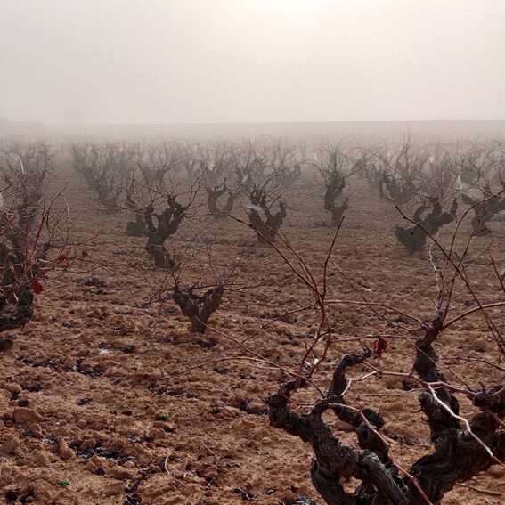La importancia del letargo invernal de la vid para la producción de vino 54 La importancia del letargo invernal de la vid para la
