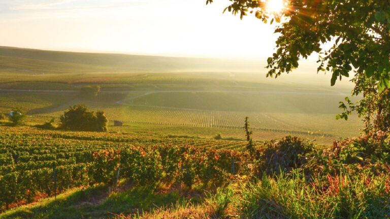 Larmandier-Bernier, una bodega familiar dedicada a la producción de champán ecológico 49 Larmandier Bernier una bodega familiar dedicada a la produccion de champan