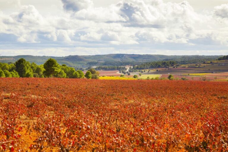 Disfruta el otoño con los planes que maridan con vinos de Utiel Requena 25 Planes de otono perfectos con los vinos de Utiel Requena en