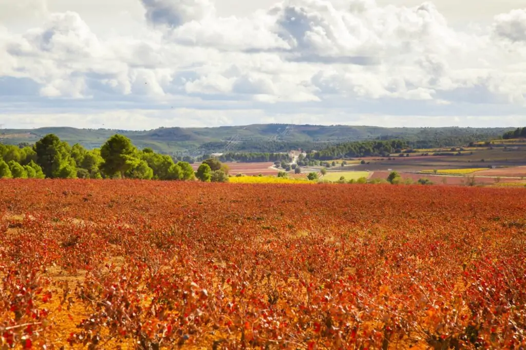 Disfruta el otoño con los planes que maridan con vinos de Utiel Requena 1 Planes-de-otono-perfectos-con-los-vinos-de-Utiel-Requena-en.jpeg