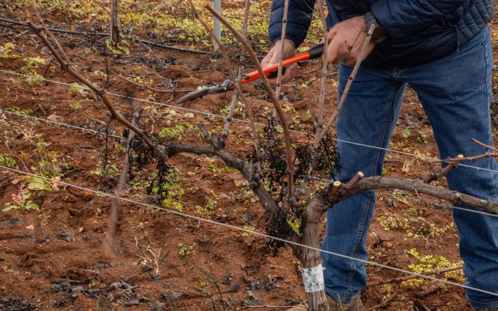 Ribera del Guadiana anuncia tercera edición del curso de poda en diciembre 1 Ribera del Guadiana prepara tercera edicion del curso de poda