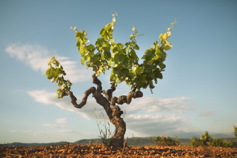 Riego sostenible no afecta rendimiento de viñedos de variedad Bobal, según estudio 35 Riego sostenible no afecta rendimiento ni calidad en vinedos indica