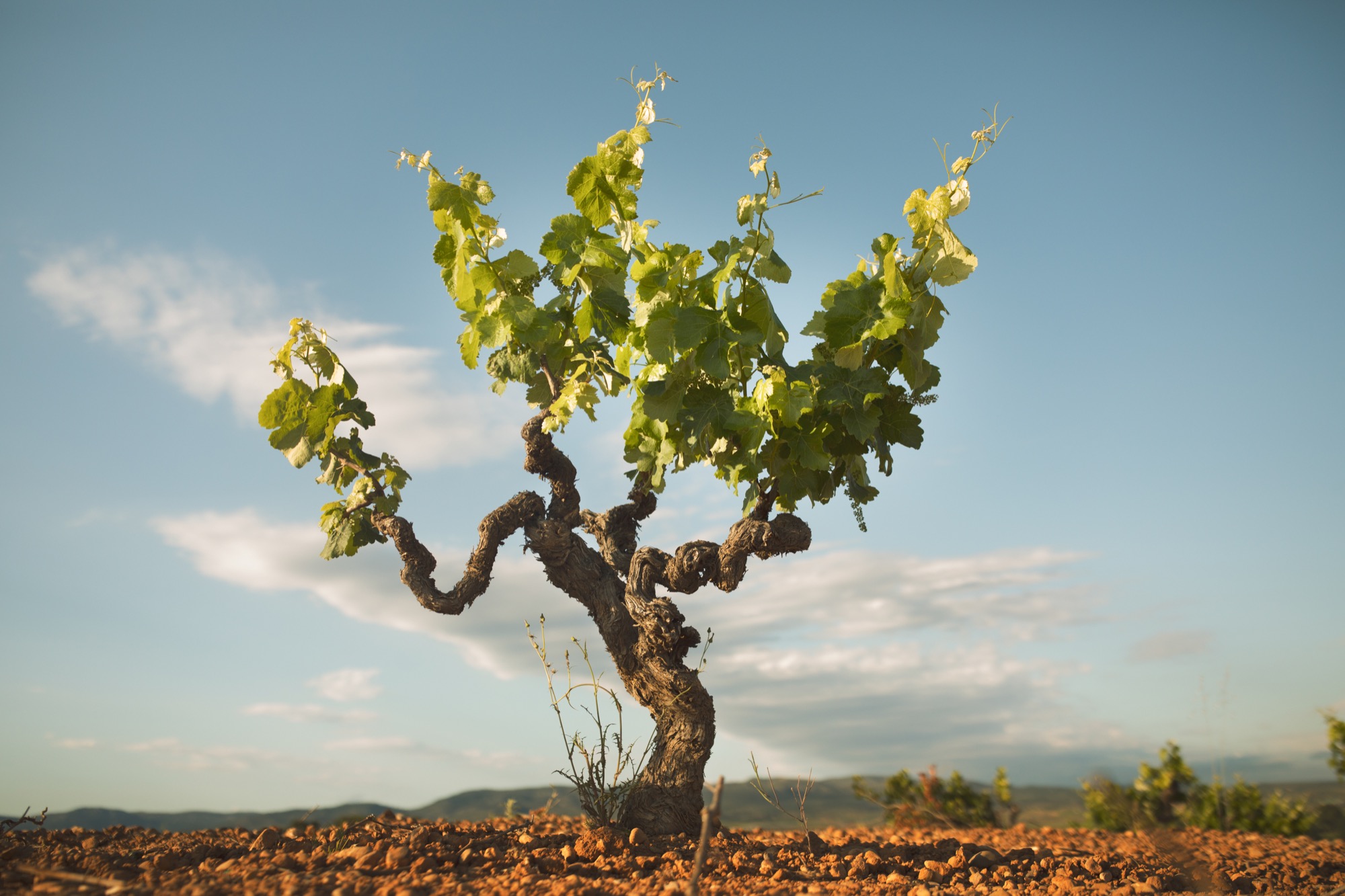 Riego sostenible no afecta rendimiento de viñedos de variedad Bobal, según estudio 1 Riego sostenible no afecta rendimiento ni calidad en vinedos indica