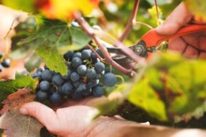 Sector vinicola apuesta por tecnologia y recuperacion de variedades ancestrales