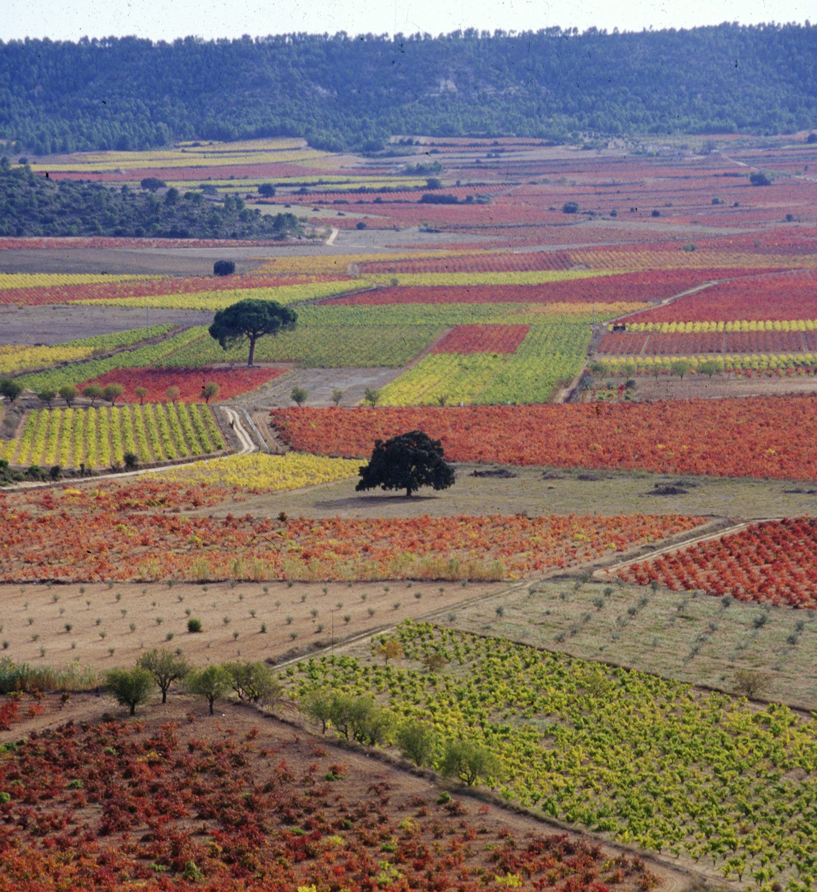 Únete al enoturismo este otoño en Utiel-Requena y descubre sus vinos 1 Utiel Requena ofrece ocho experiencias vitivinicolas imperdibles este otono
