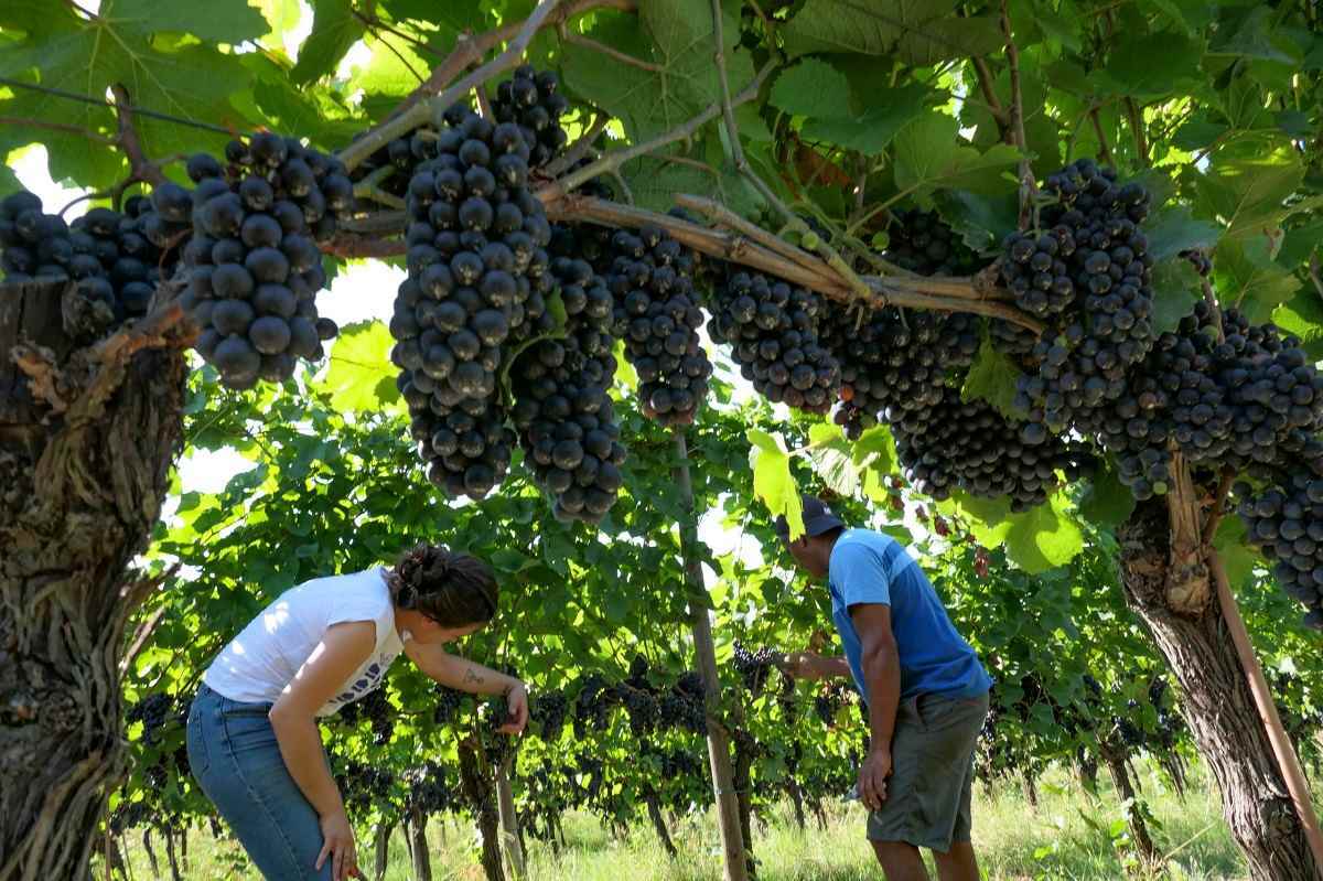 Vendemmia 2023 en España registra la menor producción desde la posguerra 1 Vendemmia 2023 en Espana registra la menor produccion desde la