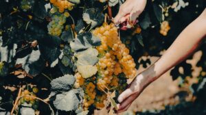 El Albariño de Rías Baixas conquista EE.UU. y Reino Unido: el vino español que está arrasando en el extranjero 11 Vendimia 2023 de Rias Baixas concluye con 44 millones de