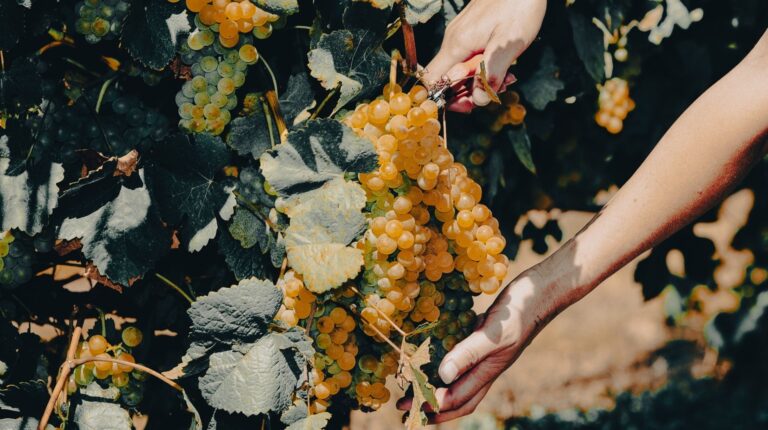 El Albariño de Rías Baixas conquista EE.UU. y Reino Unido: el vino español que está arrasando en el extranjero 54 Vendimia 2023 de Rias Baixas concluye con 44 millones de