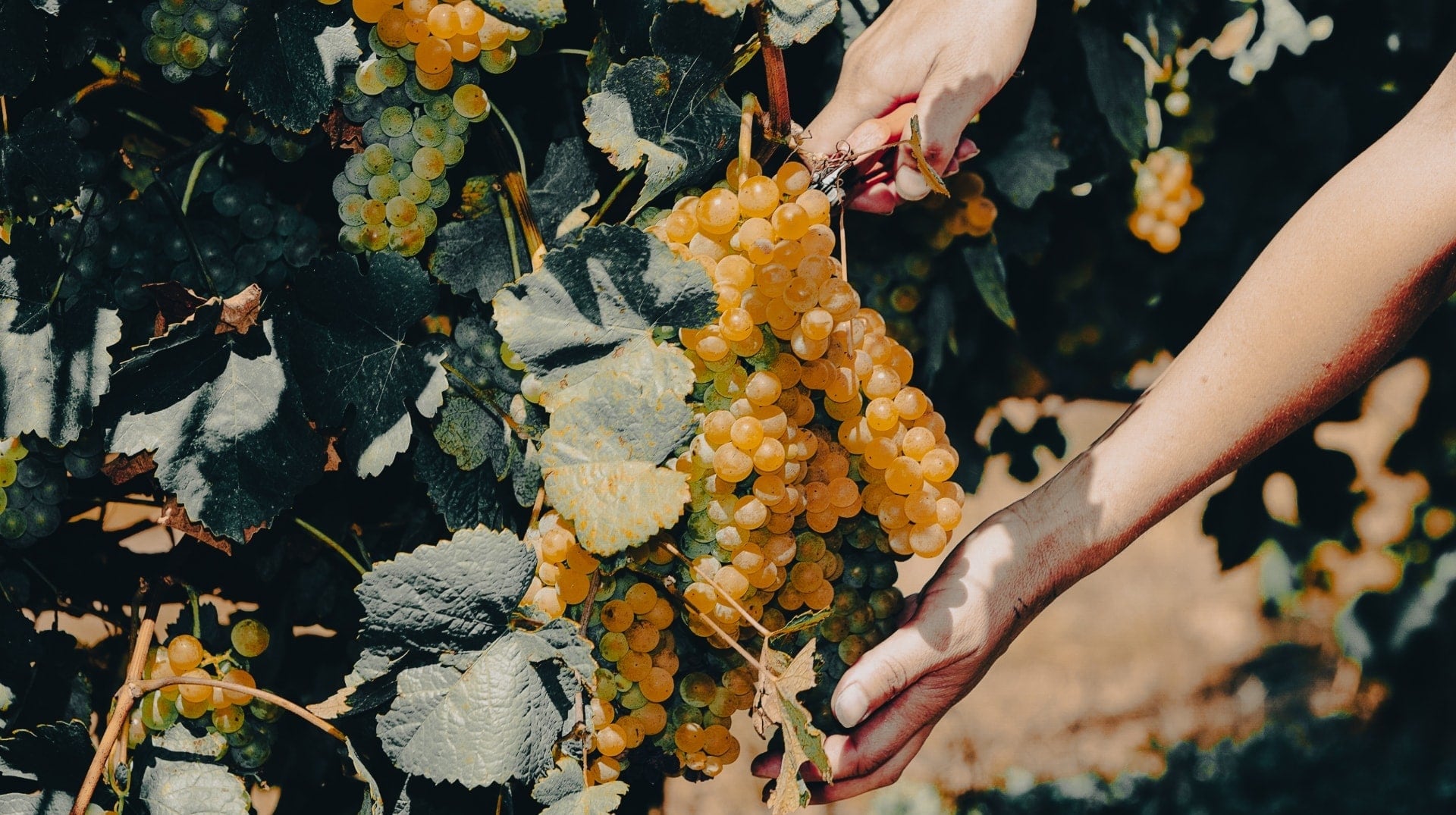 El Albariño de Rías Baixas conquista EE.UU. y Reino Unido: el vino español que está arrasando en el extranjero 1 Vendimia 2023 de Rias Baixas concluye con 44 millones de