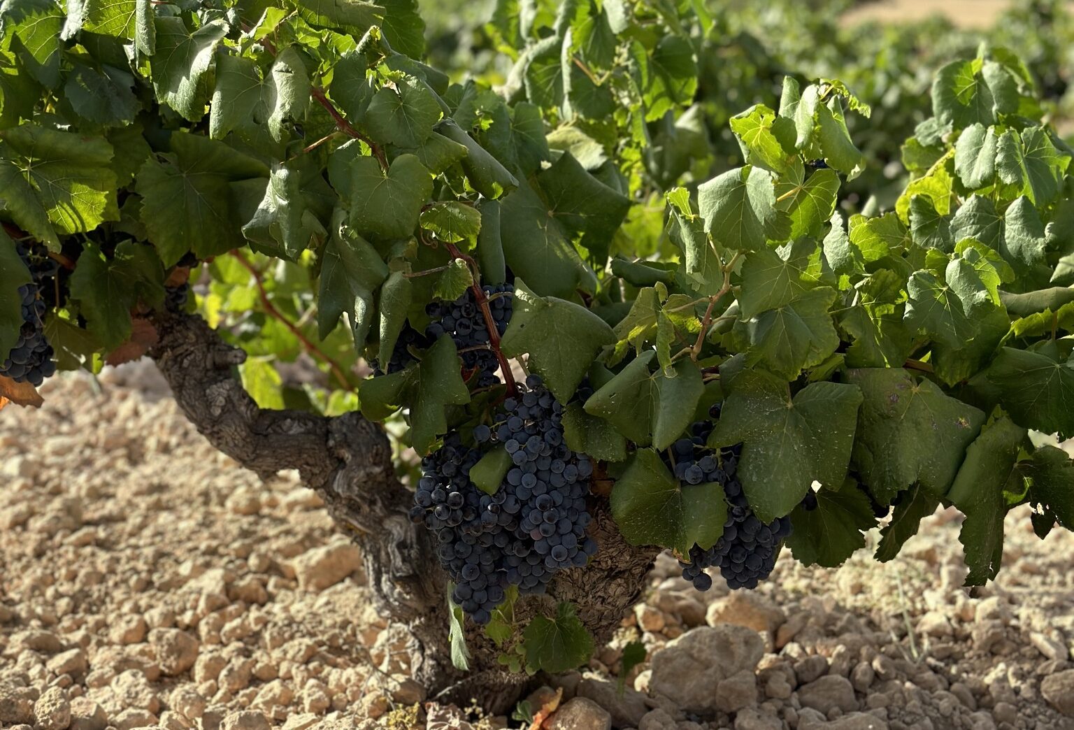 La Denominación de Origen Almansa adelanta la vendimia por altas temperaturas 1 Vendimia en la DO Almansa se adelanta con perspectivas positivas