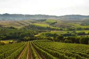 Badia di Morrona, viñedos milenarios y vinos excepcionales en el corazón de Toscana