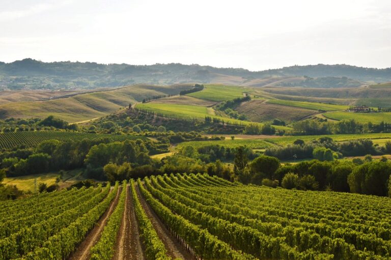 Badia di Morrona, viñedos milenarios y vinos excepcionales en el corazón de Toscana 57 Badia di Morrona vinedos milenarios y vinos excepcionales en el