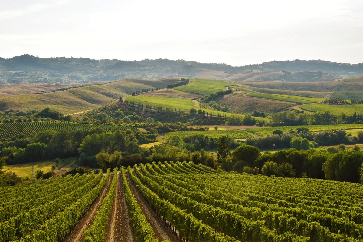 Badia di Morrona vinedos milenarios y vinos excepcionales en el