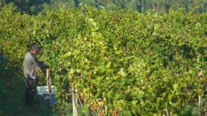 Bodegas Martín Códax apuesta por la tecnología para una viticultura sostenible 7 Bodegas Martin Codax apuesta por la tecnologia para una viticultura