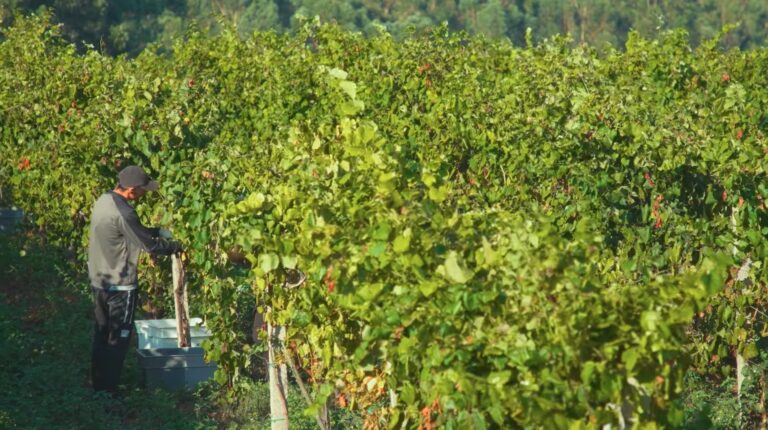 Bodegas Martín Códax apuesta por la tecnología para una viticultura sostenible 29 Bodegas Martin Codax apuesta por la tecnologia para una viticultura