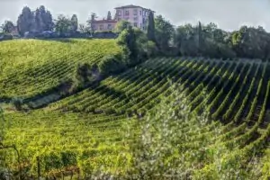 Caida del 11,5% en las exportaciones de vinos de Marche en 2023
