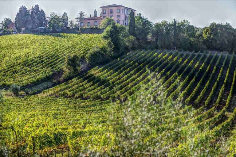 Caida del 115 en las exportaciones de vinos de Marche