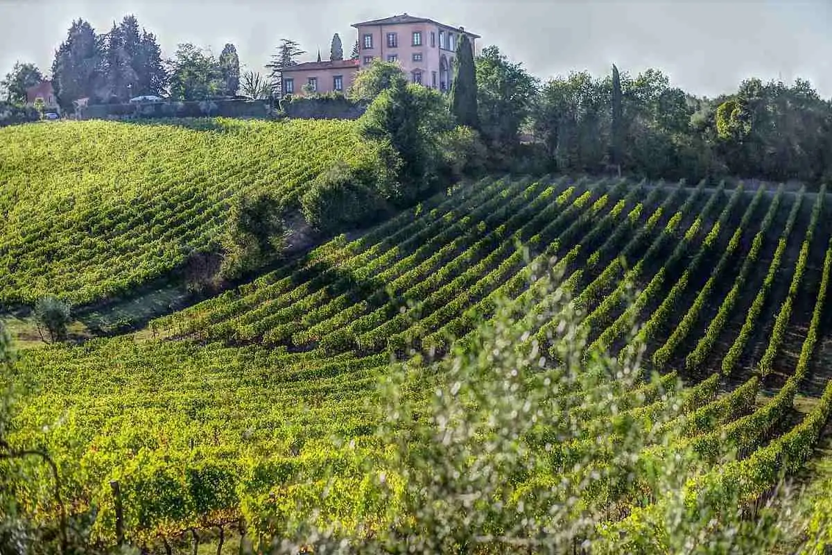Caida del 11,5% en las exportaciones de vinos de Marche en 2023