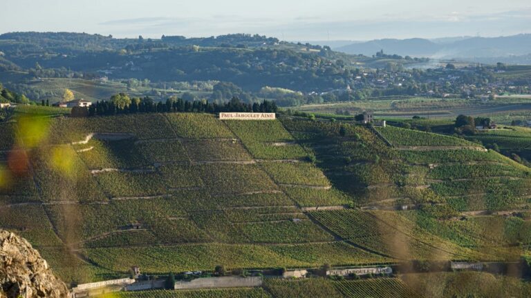 Caroline Frey, talentosa enóloga, lidera prestigioso patrimonio vitivinícola en Rhône Norte 29 Caroline Frey talentosa enologa lidera prestigioso patrimonio vitivinicola en Rhone