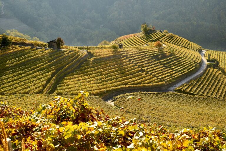 Cembra Cantina di Montagna presenta Zymbra, su primer Cuvée del 2019 42 Cembra Cantina di Montagna presenta Zymbra su primer Cuvee del