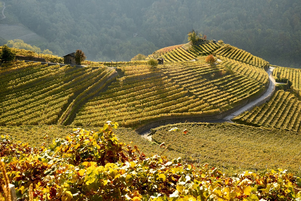 Cembra Cantina di Montagna presenta Zymbra su primer Cuvee del