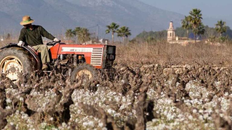 Descubre el mejor vino de la Comunidad Valenciana elaborado por