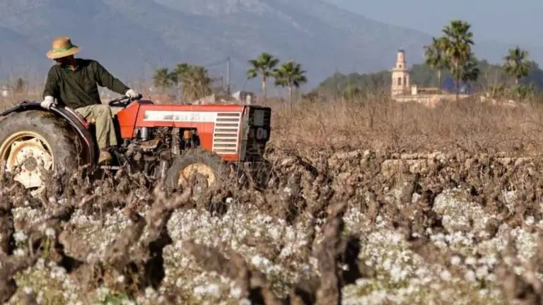 Descubre el mejor vino de la Comunidad Valenciana elaborado por una de sus bodegas más renombradas