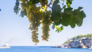 Descubren en Ibiza y Formentera seis variedades de uva ineditas