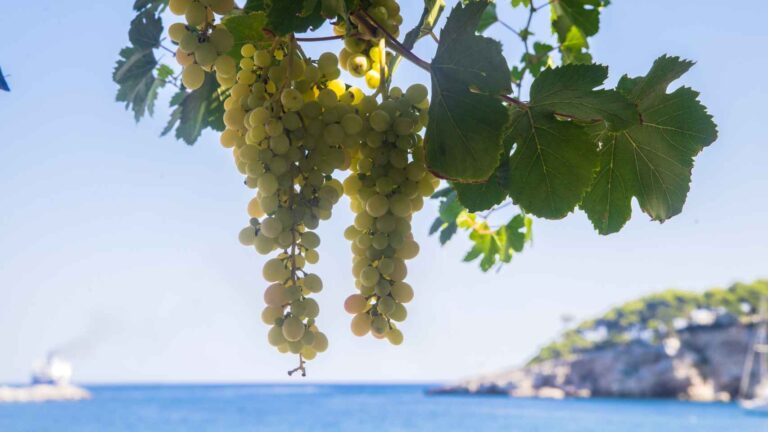 Descubren en Ibiza y Formentera seis variedades de uva inéditas hasta ahora 44 Descubren en Ibiza y Formentera seis variedades de uva ineditas