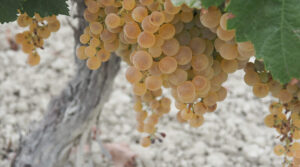 Hidalgo La Gitana lanza un Manzanilla en Rama NV con un toque marino 6 Hidalgo La Gitana lanza un Manzanilla en Rama NV con