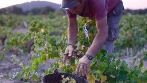 Impulso a los vinos de Madrid por Ayuso denominacion de