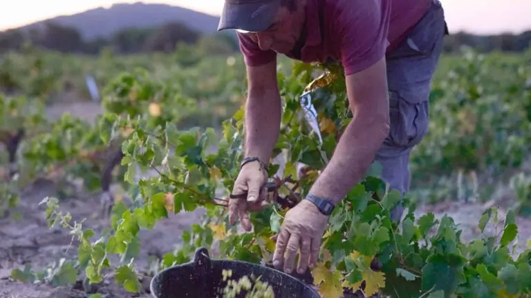 Impulso a los vinos de Madrid por Ayuso, denominación de origen con 50 bodegas desafiando a Rioja y Ribera