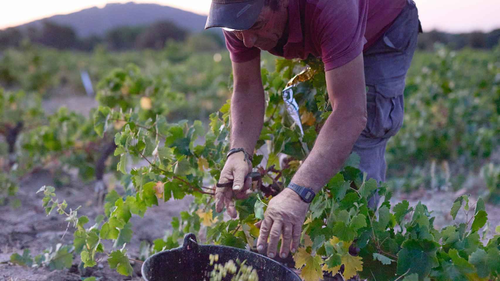 Impulso a los vinos de Madrid por Ayuso, denominación de origen con 50 bodegas desafiando a Rioja y Ribera 1 Impulso a los vinos de Madrid por Ayuso denominacion de