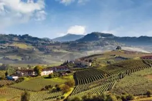 Incremento del 19% en la exportación de vinos piamonteses desde 2018