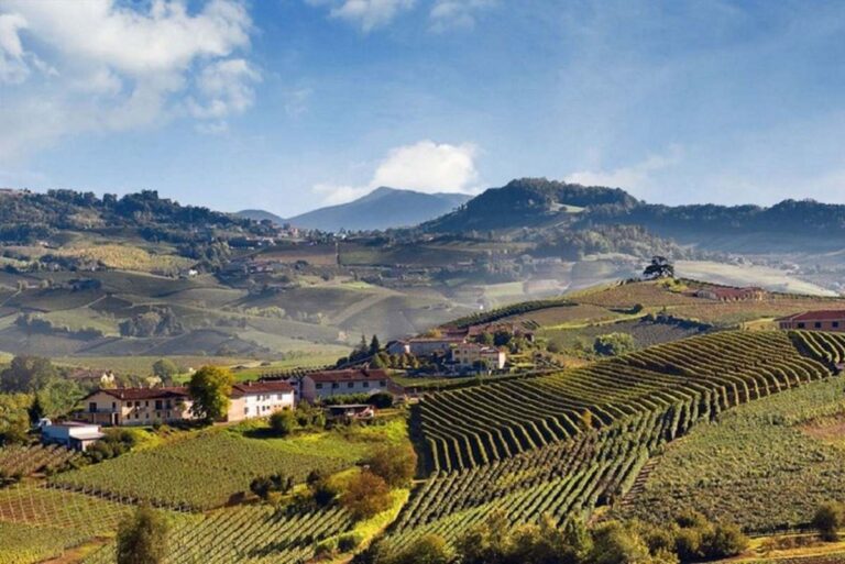 Incremento del 19% en la exportación de vinos piamonteses desde 2018 55 Incremento del 19 en la exportacion de vinos piamonteses desde