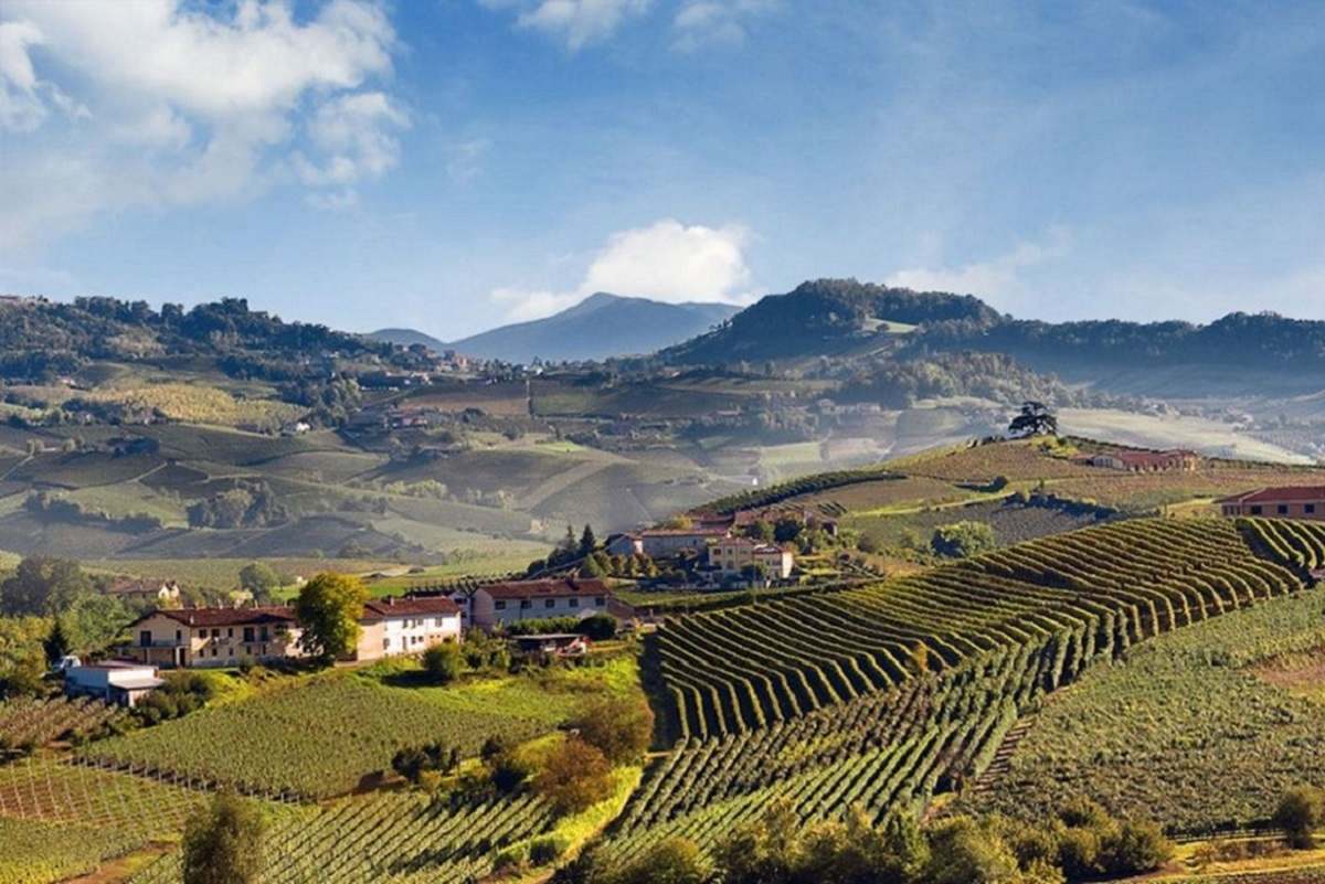 Incremento del 19% en la exportación de vinos piamonteses desde 2018 1 Incremento del 19 en la exportacion de vinos piamonteses desde