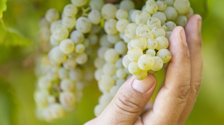 La quimica detras de la elaboracion del vino desde la