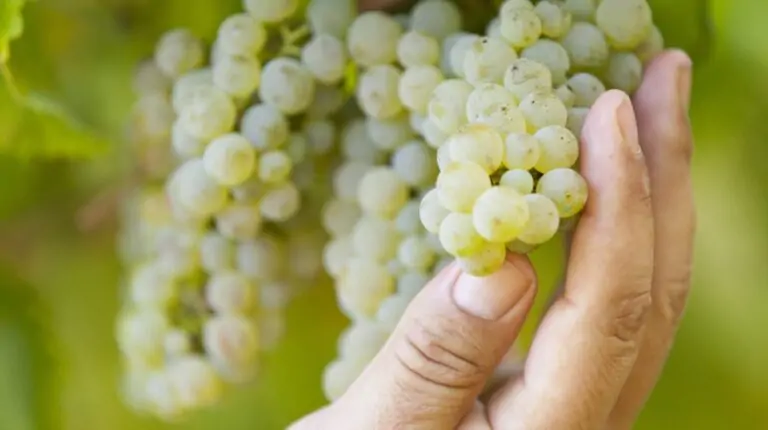 La química detrás de la elaboración del vino desde la vendimia hasta la maceración