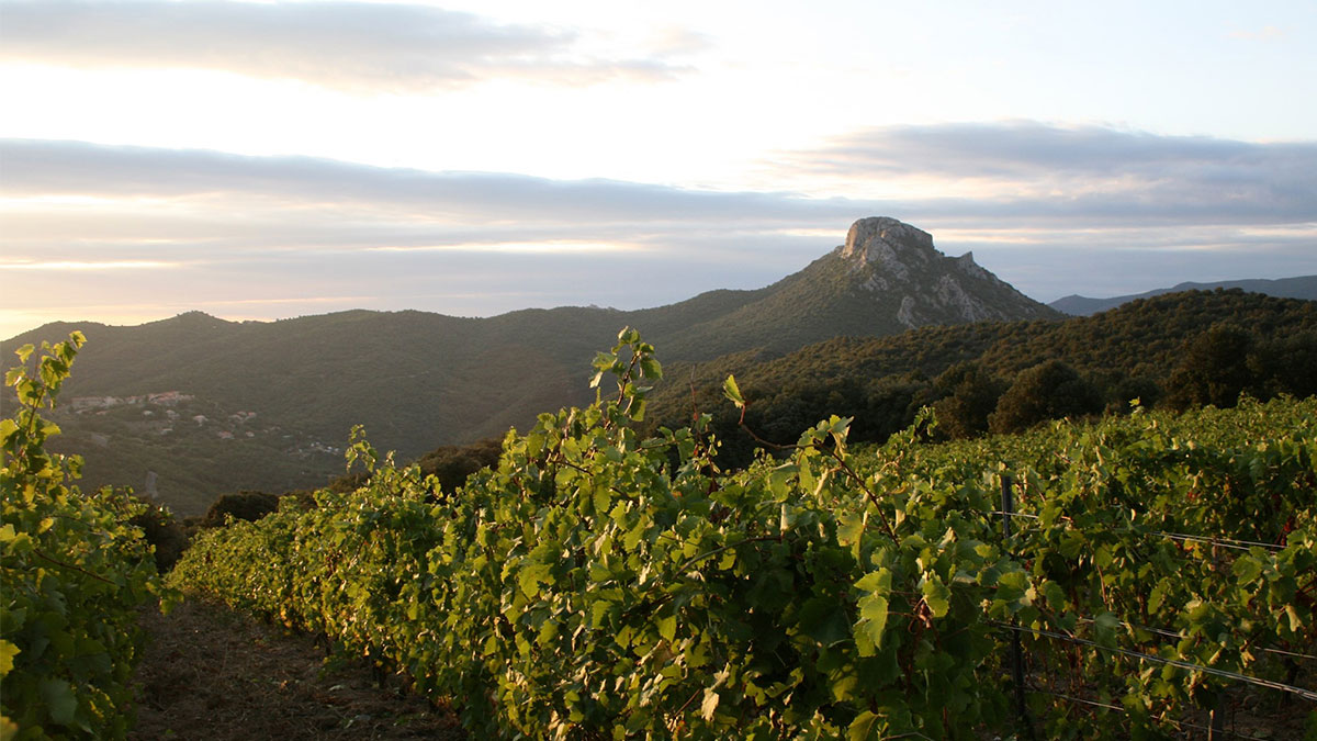 Le Soula: Un viaje al universo del vino ecológico y biodinámico en Roussillon 1 Le Soula Un viaje al universo del vino ecologico y