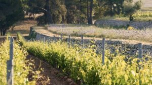 Los Domaines Ott: viñedos históricos de la Provenza producen vinos de primera calidad 7 Los Domaines Ott vinedos historicos de la Provenza producen vinos