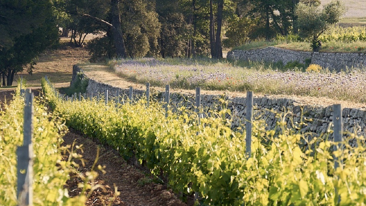 Los Domaines Ott vinedos historicos de la Provenza producen vinos