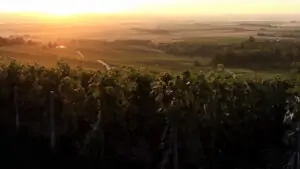 Maison Roger Coulon, nueve generaciones produciendo champagne auténtico en Vrigny