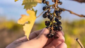 Sequia extrema amenaza vinos de Alicante con perdidas record peor