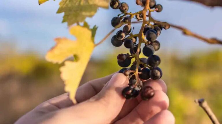 Sequía extrema amenaza vinos de Alicante con pérdidas récord, peor sabor y precios más altos 29 Sequia extrema amenaza vinos de Alicante con perdidas record peor