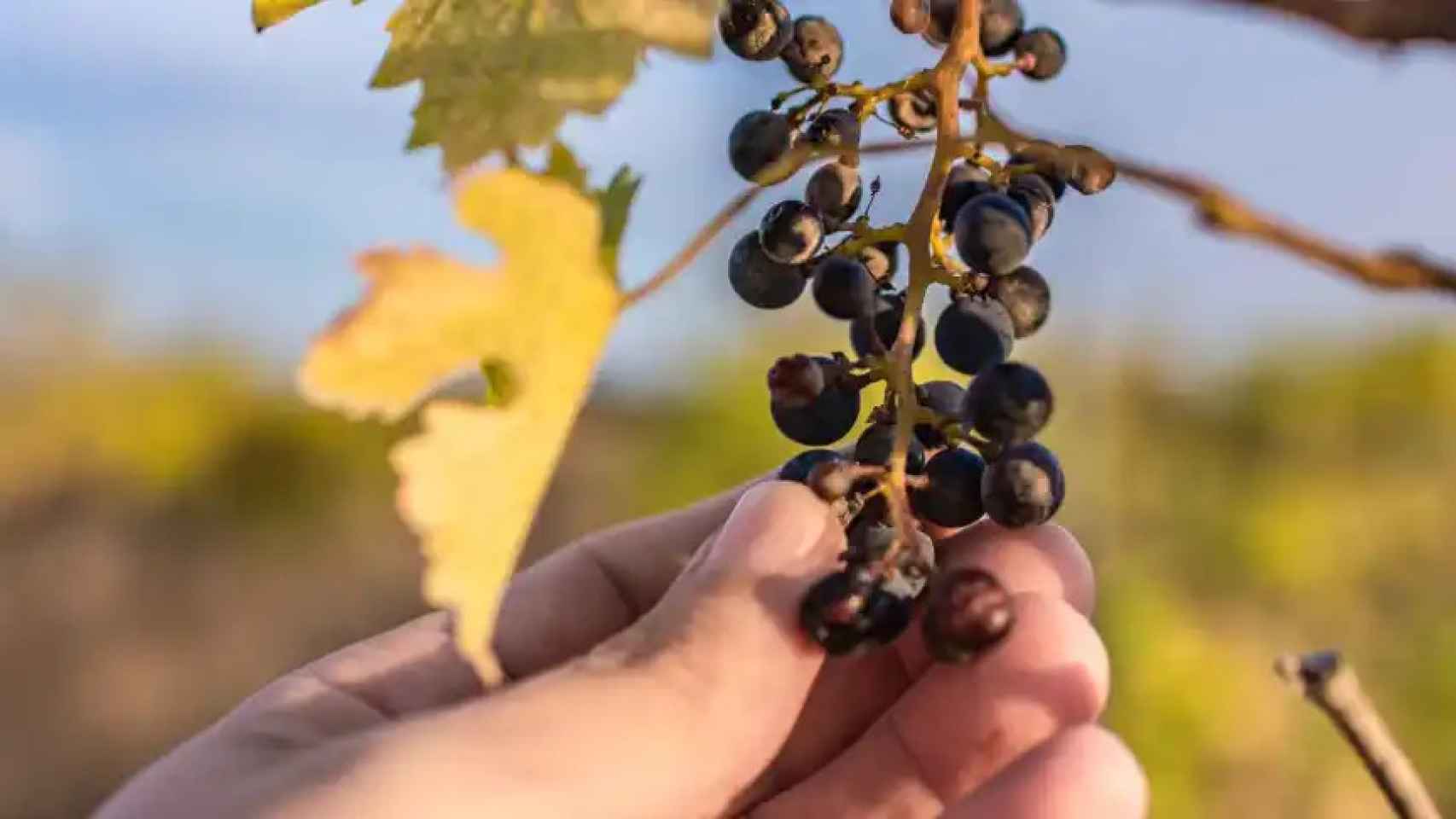 Sequía extrema amenaza vinos de Alicante con pérdidas récord, peor sabor y precios más altos 1 Sequia extrema amenaza vinos de Alicante con perdidas record peor
