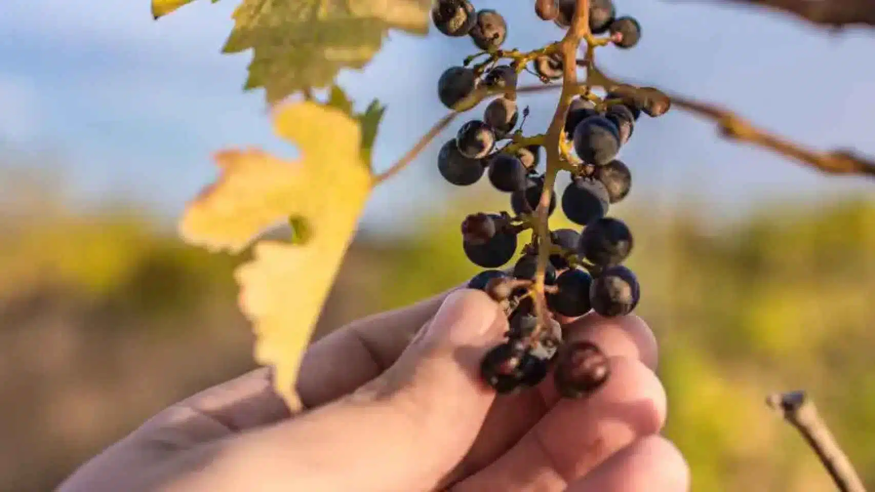 Sequía extrema amenaza vinos de Alicante con pérdidas récord, peor sabor y precios más altos